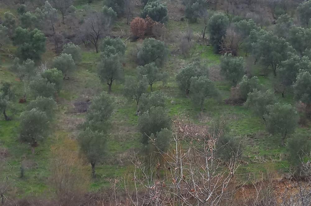 C.21LOCA'DAN HAVRAN DEREÖREN SATILIK 1692 M2 MÜKEMMEL ZEYTİNLİK