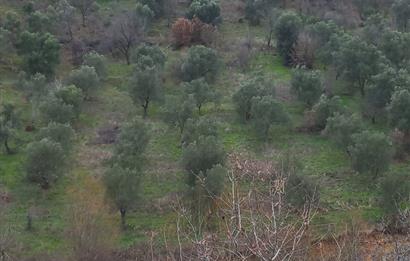 C.21LOCA'DAN HAVRAN DEREÖREN SATILIK 1692 M2 MÜKEMMEL ZEYTİNLİK