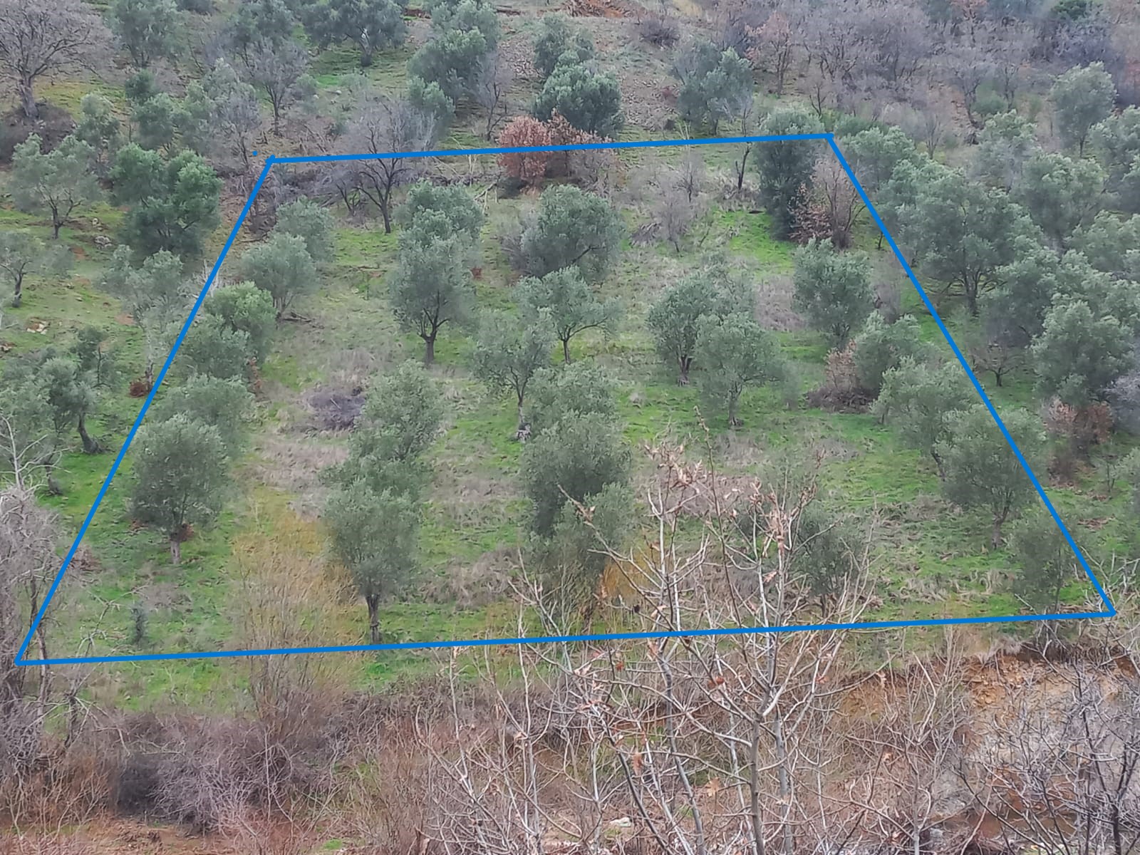 C.21LOCA'DAN HAVRAN DEREÖREN SATILIK 1692 M2 MÜKEMMEL ZEYTİNLİK