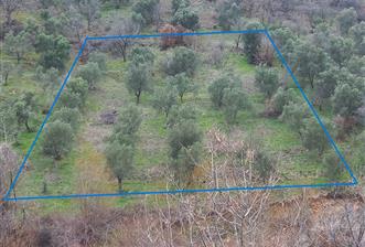 C.21LOCA'DAN HAVRAN DEREÖREN SATILIK 1692 M2 MÜKEMMEL ZEYTİNLİK - 1 - 31015