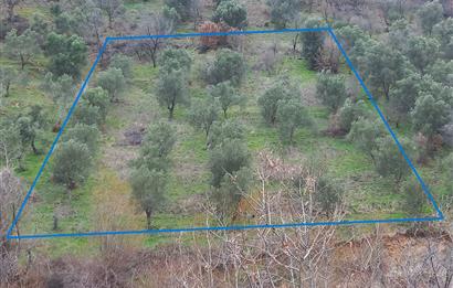 C.21LOCA'DAN HAVRAN DEREÖREN SATILIK 1692 M2 MÜKEMMEL ZEYTİNLİK