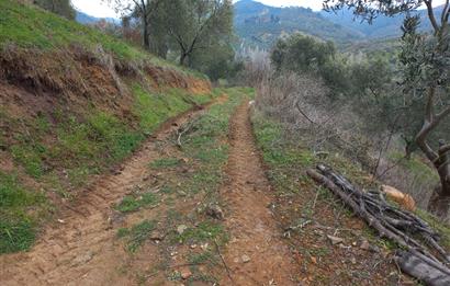 C.21LOCA'DAN HAVRAN DEREÖREN SATILIK 1692 M2 MÜKEMMEL ZEYTİNLİK