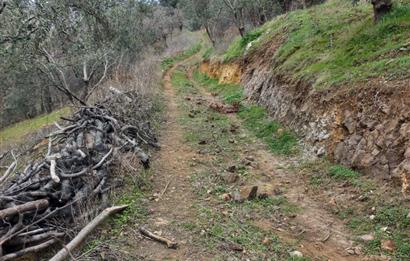 C.21LOCA'DAN HAVRAN DEREÖREN SATILIK 1692 M2 MÜKEMMEL ZEYTİNLİK