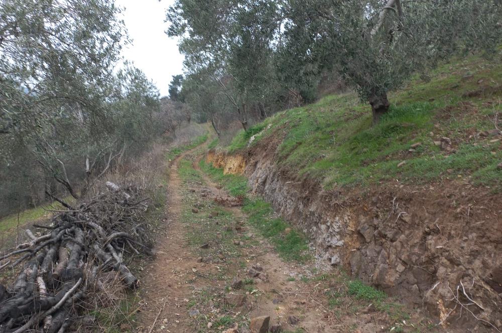 C.21LOCA'DAN HAVRAN DEREÖREN SATILIK 1692 M2 MÜKEMMEL ZEYTİNLİK