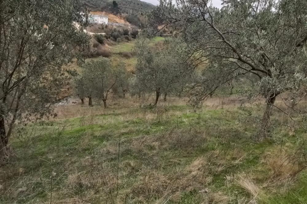 C.21LOCA'DAN HAVRAN DEREÖREN SATILIK 1692 M2 MÜKEMMEL ZEYTİNLİK