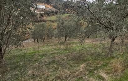 C.21LOCA'DAN HAVRAN DEREÖREN SATILIK 1692 M2 MÜKEMMEL ZEYTİNLİK