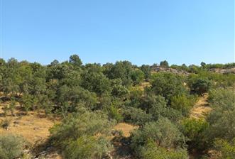 CENTURY21 LOCA'DAN DURSUNBEY GÖBÜL MAH.SATILIK 19419 m2 TARLA - 1 - 31013