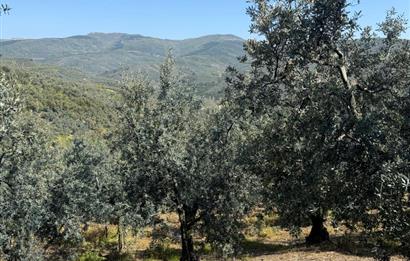 C21 Cius ; Küçük Kumla Mahallesinde 1845 m2 Satılık Zeytinlik