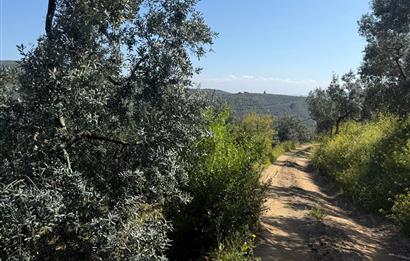 C21 Cius ; Küçük Kumla Mahallesinde 1845 m2 Satılık Zeytinlik