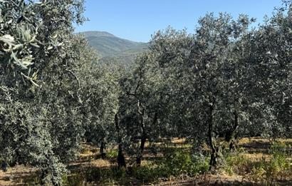 C21 Cius ; Küçük Kumla Mahallesinde 1845 m2 Satılık Zeytinlik