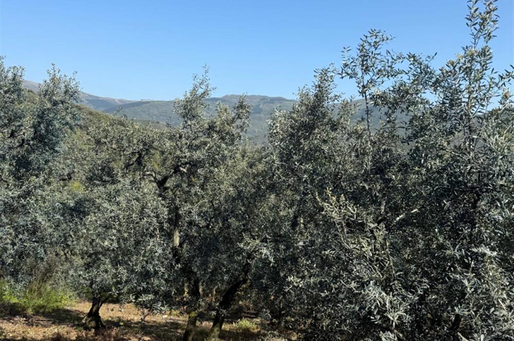 C21 Cius ; Küçük Kumla Mahallesinde 1845 m2 Satılık Zeytinlik