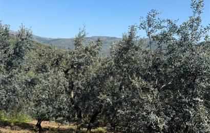 C21 Cius ; Küçük Kumla Mahallesinde 1845 m2 Satılık Zeytinlik