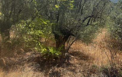 C21 Cius ; Küçük Kumla Mahallesinde 1845 m2 Satılık Zeytinlik