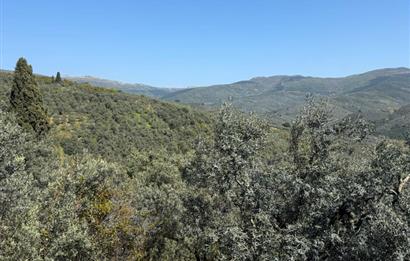 C21 Cius ; Küçük Kumla Mahallesinde 1845 m2 Satılık Zeytinlik