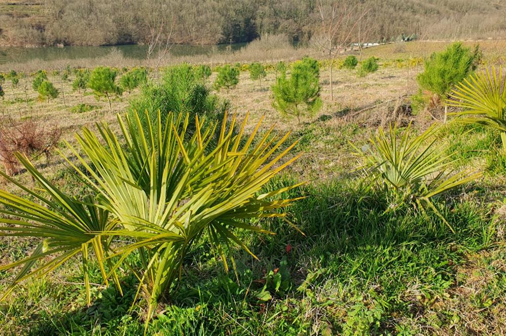 Aşırlar mh Eşsiz Meyve Bahçesi