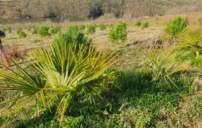 Aşırlar mh Eşsiz Meyve Bahçesi