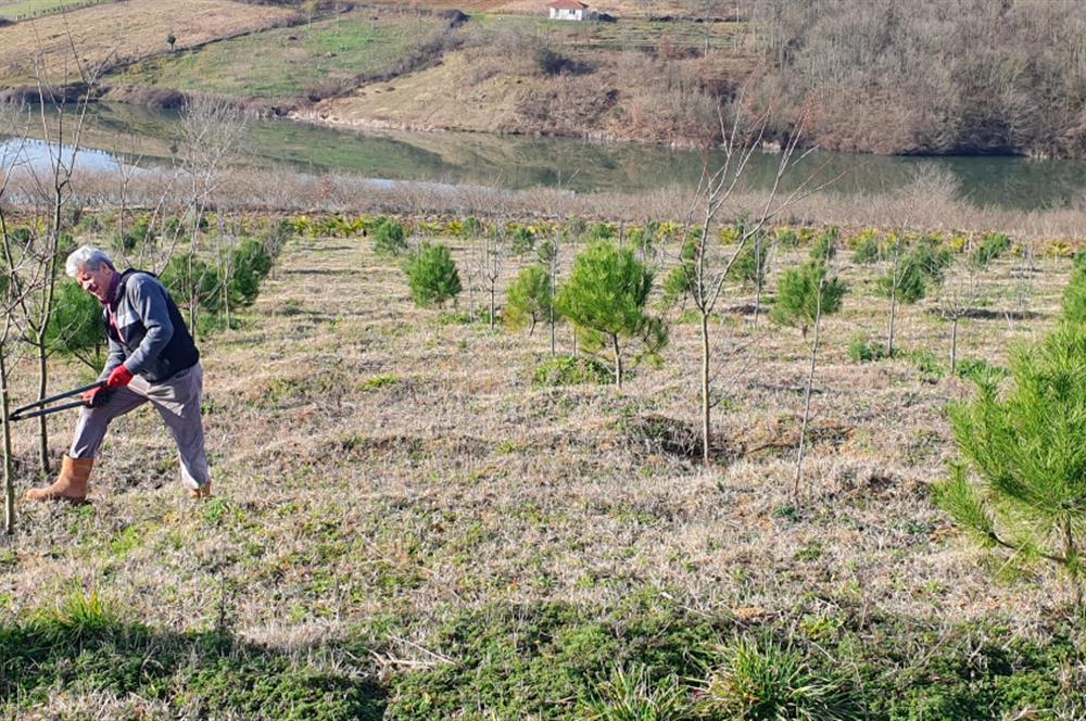 Aşırlar mh Eşsiz Meyve Bahçesi