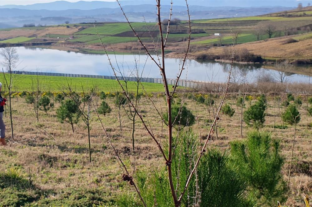 Aşırlar mh Eşsiz Meyve Bahçesi