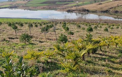 Aşırlar mh Eşsiz Meyve Bahçesi