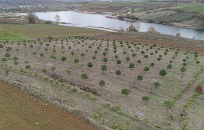 Aşırlar mh Eşsiz Meyve Bahçesi