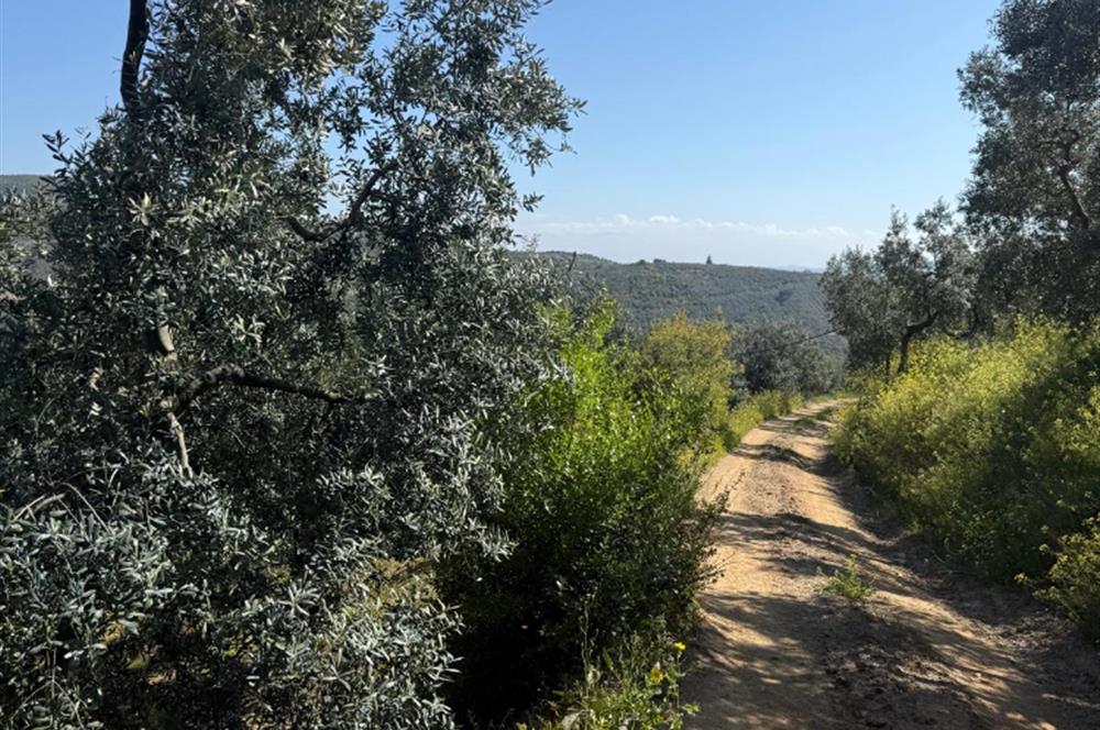 C21 Cius ; Küçük Kumla Mahallesinde 1845 m2 Satılık Zeytinlik