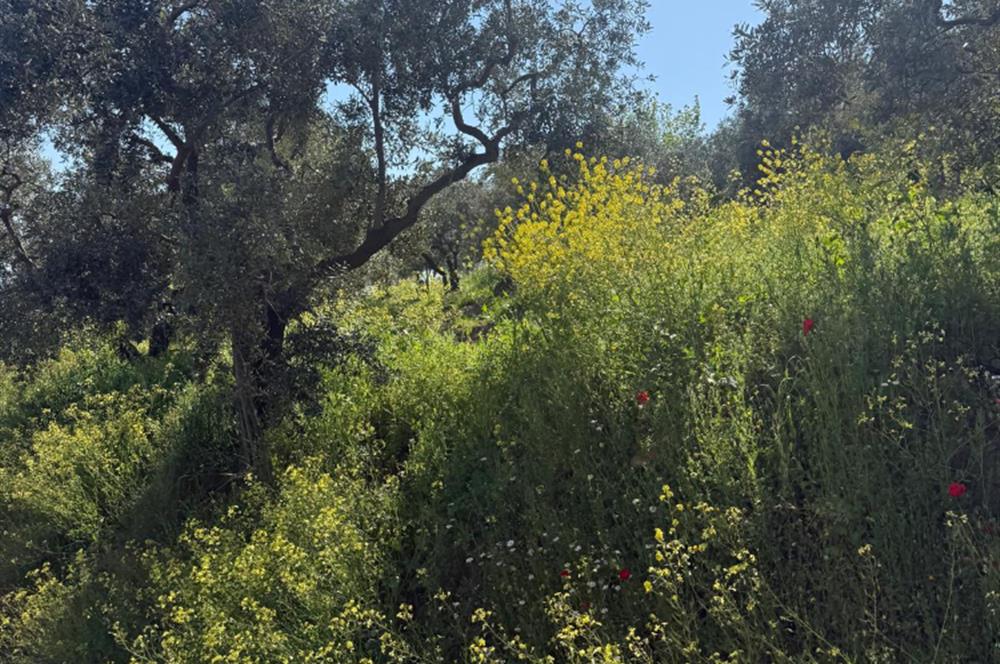 C21 Cius ; Küçük Kumla Mahallesinde 1845 m2 Satılık Zeytinlik