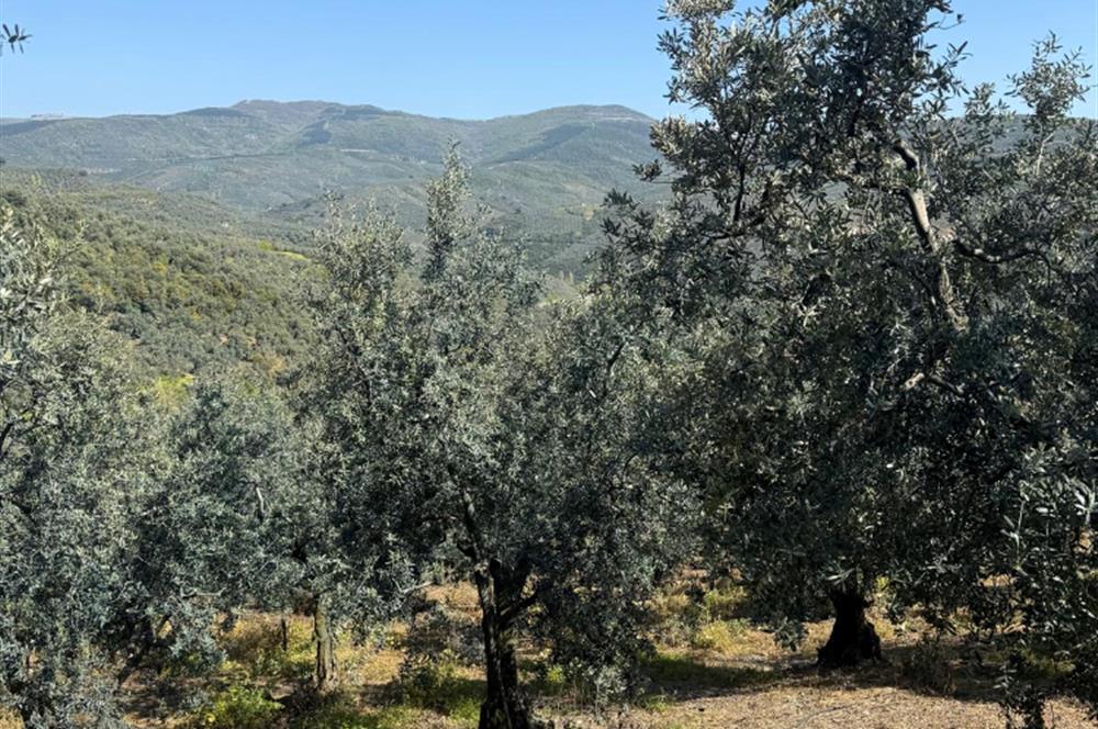 C21 Cius ; Küçük Kumla Mahallesinde 1845 m2 Satılık Zeytinlik