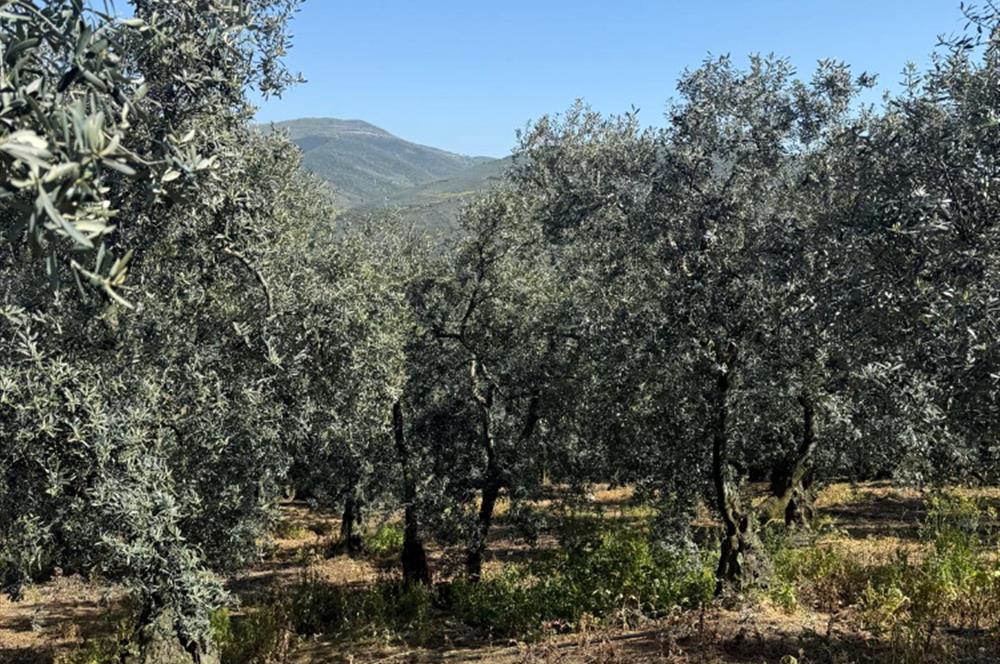 C21 Cius ; Küçük Kumla Mahallesinde 1845 m2 Satılık Zeytinlik