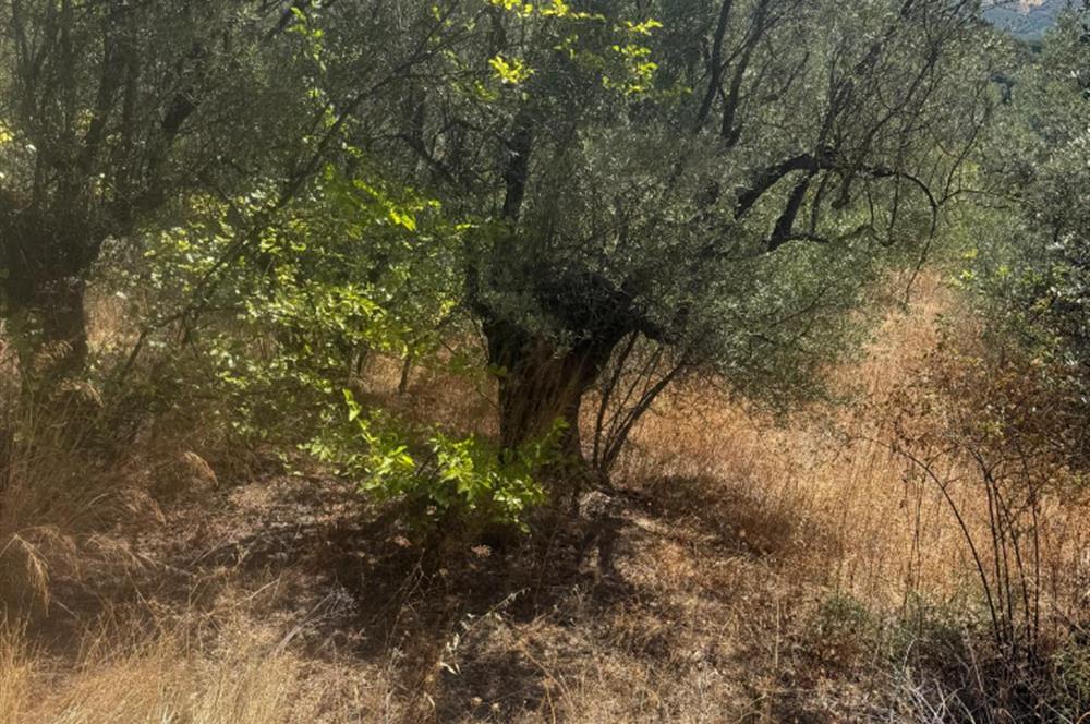 C21 Cius ; Küçük Kumla Mahallesinde 1845 m2 Satılık Zeytinlik