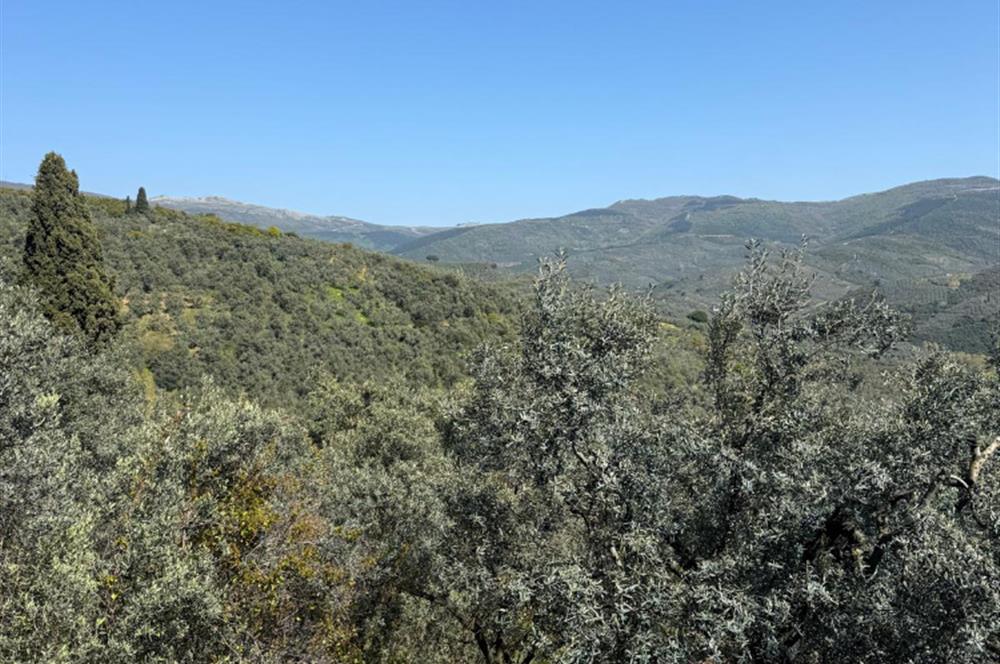 C21 Cius ; Küçük Kumla Mahallesinde 1845 m2 Satılık Zeytinlik