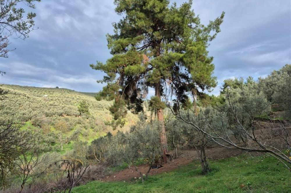 C21 Cius; Umurbey'de Ulaşım Sorunu Olmayan Zeytinlik.