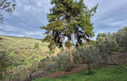 C21 Cius; Umurbey'de Ulaşım Sorunu Olmayan Zeytinlik.