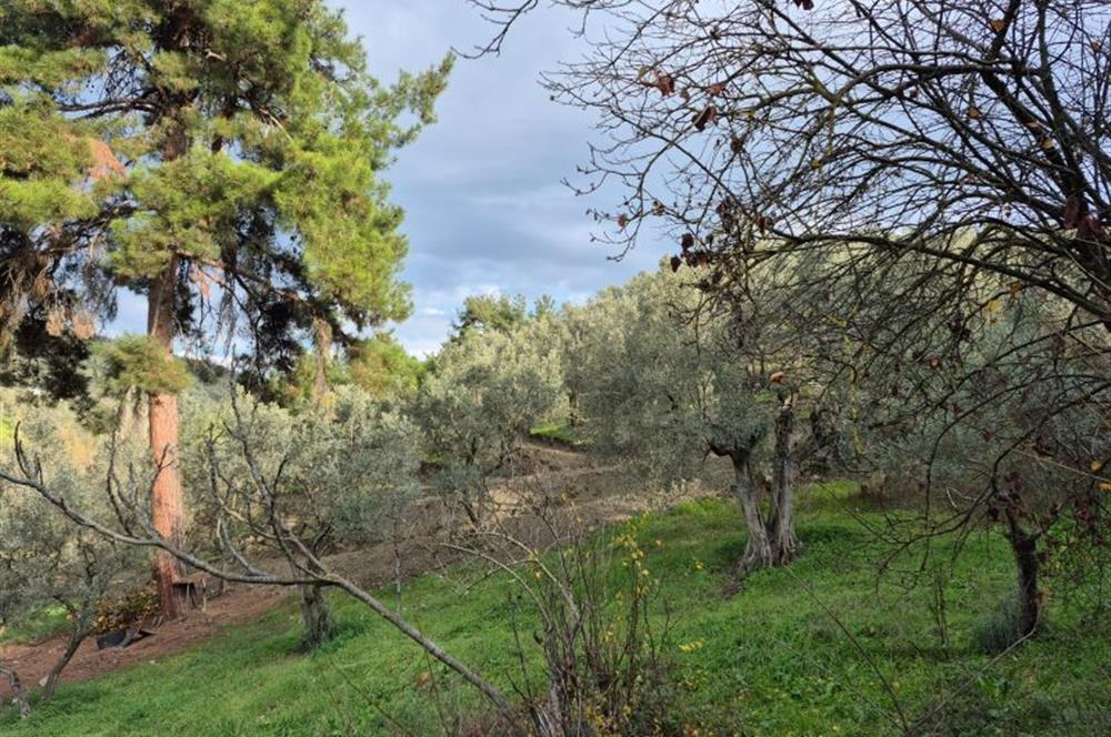 C21 Cius; Umurbey'de Ulaşım Sorunu Olmayan Zeytinlik.