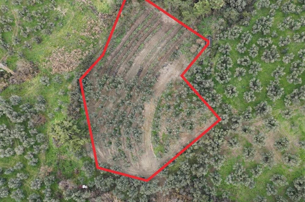 C21 Cius; Umurbey'de Ulaşım Sorunu Olmayan Zeytinlik.