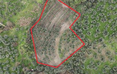 C21 Cius; Umurbey'de Ulaşım Sorunu Olmayan Zeytinlik.