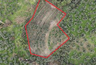 C21 Cius; Umurbey'de Ulaşım Sorunu Olmayan Zeytinlik. - 2 - 31150