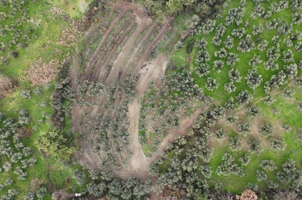 C21 Cius; Umurbey'de Ulaşım Sorunu Olmayan Zeytinlik.