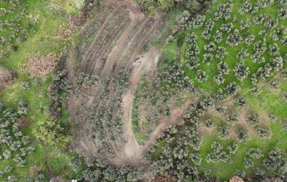 C21 Cius; Umurbey'de Ulaşım Sorunu Olmayan Zeytinlik.