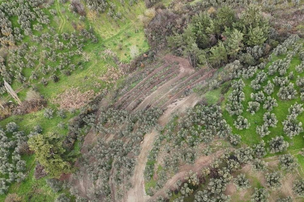 C21 Cius; Umurbey'de Ulaşım Sorunu Olmayan Zeytinlik.