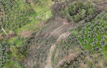 C21 Cius; Umurbey'de Ulaşım Sorunu Olmayan Zeytinlik.