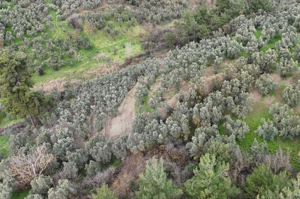 C21 Cius; Umurbey'de Ulaşım Sorunu Olmayan Zeytinlik.