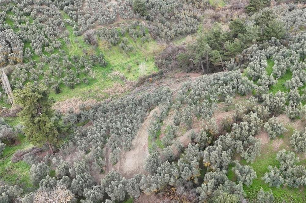 C21 Cius; Umurbey'de Ulaşım Sorunu Olmayan Zeytinlik.