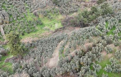 C21 Cius; Umurbey'de Ulaşım Sorunu Olmayan Zeytinlik.
