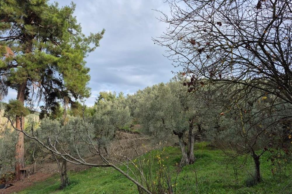 C21 Cius; Umurbey'de Ulaşım Sorunu Olmayan Zeytinlik.
