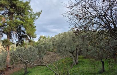 C21 Cius; Umurbey'de Ulaşım Sorunu Olmayan Zeytinlik.