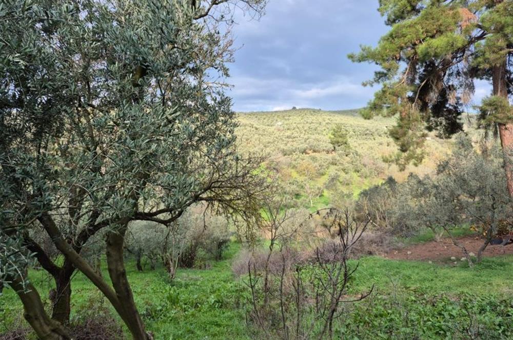 C21 Cius; Umurbey'de Ulaşım Sorunu Olmayan Zeytinlik.