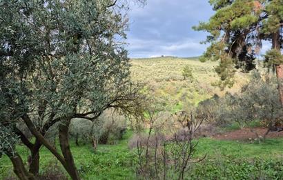 C21 Cius; Umurbey'de Ulaşım Sorunu Olmayan Zeytinlik.