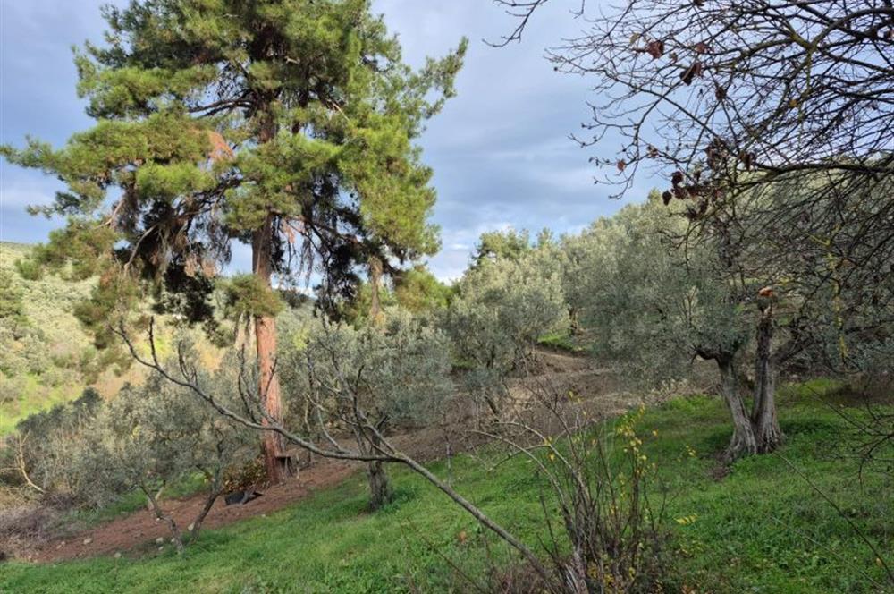 C21 Cius; Umurbey'de Ulaşım Sorunu Olmayan Zeytinlik.