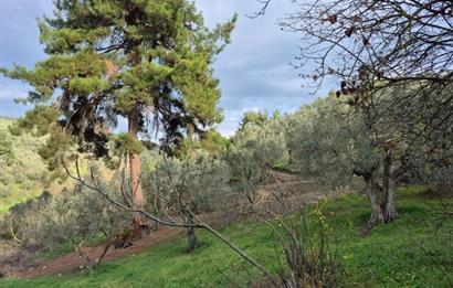 C21 Cius; Umurbey'de Ulaşım Sorunu Olmayan Zeytinlik.