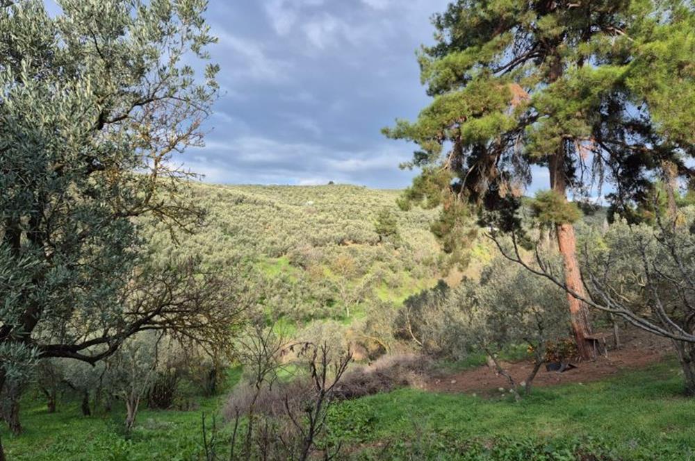 C21 Cius; Umurbey'de Ulaşım Sorunu Olmayan Zeytinlik.